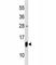 10 kDa heat shock protein, mitochondrial antibody, F40057-0.4ML, NSJ Bioreagents, Western Blot image 