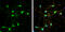 Solute Carrier Family 2 Member 3 antibody, GTX129175, GeneTex, Immunofluorescence image 