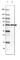 Cytochrome P450 Family 21 Subfamily A Member 2 antibody, HPA053371, Atlas Antibodies, Western Blot image 