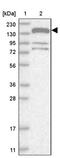 Cingulin antibody, PA5-55662, Invitrogen Antibodies, Western Blot image 