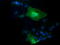 Interleukin 36 Alpha antibody, TA501428, Origene, Immunofluorescence image 