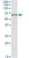 General Transcription Factor IIIC Subunit 5 antibody, H00009328-M01, Novus Biologicals, Immunoprecipitation image 