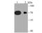 Potassium Voltage-Gated Channel Subfamily A Member 4 antibody, NBP2-75552, Novus Biologicals, Western Blot image 