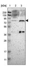 Ecdysoneless Cell Cycle Regulator antibody, PA5-52298, Invitrogen Antibodies, Western Blot image 