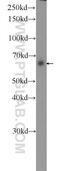 Embigin antibody, 13946-1-AP, Proteintech Group, Western Blot image 