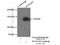 Synaptic Ras GTPase Activating Protein 1 antibody, 19739-1-AP, Proteintech Group, Immunoprecipitation image 