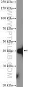 SH3 Domain Containing GRB2 Like 2, Endophilin A1 antibody, 12435-1-AP, Proteintech Group, Western Blot image 