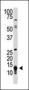 Small Ubiquitin Like Modifier 3 antibody, AP11285PU-N, Origene, Western Blot image 
