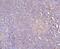 Hook Microtubule Tethering Protein 2 antibody, A08854-1, Boster Biological Technology, Immunohistochemistry paraffin image 