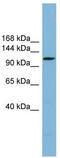 Protein kintoun antibody, TA344923, Origene, Western Blot image 