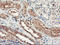 Arginyl Aminopeptidase antibody, LS-C337552, Lifespan Biosciences, Immunohistochemistry frozen image 