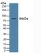 Glutamate carboxypeptidase 2 antibody, MBS2028247, MyBioSource, Western Blot image 