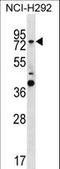 GTP-binding protein 1 antibody, LS-C159803, Lifespan Biosciences, Western Blot image 