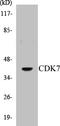 Cyclin Dependent Kinase 7 antibody, EKC1110, Boster Biological Technology, Western Blot image 