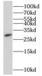 Regulator Of G Protein Signaling 4 antibody, FNab07271, FineTest, Western Blot image 