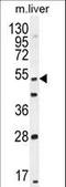 Thymocyte Selection Associated antibody, LS-C161855, Lifespan Biosciences, Western Blot image 