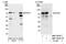 RIO Kinase 1 antibody, NBP1-30104, Novus Biologicals, Western Blot image 
