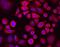 Leucine Rich Repeats And Immunoglobulin Like Domains 1 antibody, MAB7498, R&D Systems, Immunocytochemistry image 