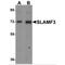 Lymphocyte Antigen 9 antibody, MBS151301, MyBioSource, Western Blot image 