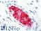 Hemoglobin Subunit Alpha 2 antibody, LS-B11162, Lifespan Biosciences, Immunohistochemistry frozen image 