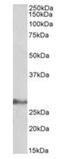 Interleukin 17D antibody, orb259060, Biorbyt, Western Blot image 