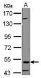 Tripartite Motif Containing 39 antibody, GTX116637, GeneTex, Western Blot image 