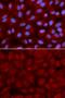 Bridging Integrator 1 antibody, GTX55538, GeneTex, Immunocytochemistry image 