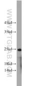 AlkB Homolog 3, Alpha-Ketoglutaratedependent Dioxygenase antibody, 12292-1-AP, Proteintech Group, Western Blot image 