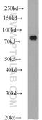 Heat Shock Protein 90 Alpha Family Class B Member 1 antibody, 11405-1-AP, Proteintech Group, Western Blot image 