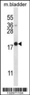 Myogenin antibody, 57-294, ProSci, Western Blot image 