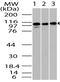 Toll Like Receptor 1 antibody, A00429-1, Boster Biological Technology, Western Blot image 