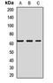 Squalene Epoxidase antibody, orb412107, Biorbyt, Western Blot image 