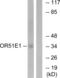 Olfactory Receptor Family 51 Subfamily E Member 1 antibody, abx015370, Abbexa, Western Blot image 