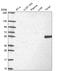 Docking Protein 3 antibody, HPA077312, Atlas Antibodies, Western Blot image 