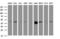 CD2 Molecule antibody, LS-C788933, Lifespan Biosciences, Western Blot image 