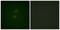 Vinculin antibody, LS-B5770, Lifespan Biosciences, Immunofluorescence image 