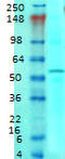 Solute Carrier Family 1 Member 1 antibody, TA326381, Origene, Western Blot image 