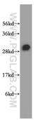 RNA Binding Protein, MRNA Processing Factor antibody, 15187-1-AP, Proteintech Group, Western Blot image 