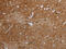 ERBB Receptor Feedback Inhibitor 1 antibody, CSB-PA126562, Cusabio, Immunohistochemistry frozen image 