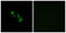 Olfactory Receptor Family 10 Subfamily V Member 1 antibody, GTX87604, GeneTex, Immunocytochemistry image 