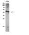 Autophagy Related 4A Cysteine Peptidase antibody, STJ91758, St John