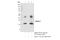 C-Type Lectin Domain Containing 7A antibody, 60128S, Cell Signaling Technology, Immunoprecipitation image 