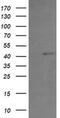 PHD Finger Protein 7 antibody, MA5-26057, Invitrogen Antibodies, Western Blot image 