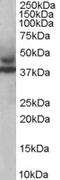 Tripartite Motif Containing 54 antibody, LS-B9183, Lifespan Biosciences, Western Blot image 