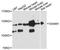 Dishevelled Associated Activator Of Morphogenesis 1 antibody, LS-C747999, Lifespan Biosciences, Western Blot image 