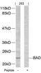 BCL2 Associated Agonist Of Cell Death antibody, 79-302, ProSci, Western Blot image 