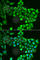 Argininosuccinate Lyase antibody, A6357, ABclonal Technology, Immunofluorescence image 