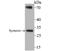 Syndecan Binding Protein antibody, A02475, Boster Biological Technology, Western Blot image 