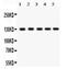 Death Domain Associated Protein antibody, PB9550, Boster Biological Technology, Western Blot image 