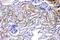 Acsl2 antibody, LS-C662313, Lifespan Biosciences, Immunohistochemistry paraffin image 